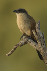 Centropus superciliosus burchellii