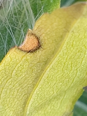 Asteromyia carbonifera