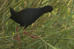 Zapornia flavirostra