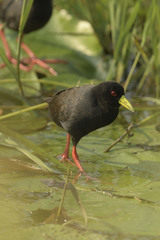 Zapornia flavirostra