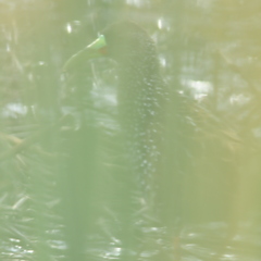 Pardirallus maculatus