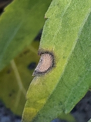 Asteromyia carbonifera