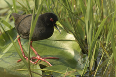 Zapornia flavirostra