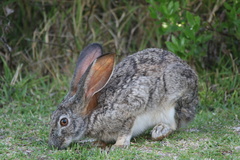 Lepus capensis