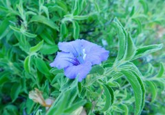 Ruellia californica californica