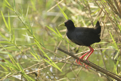 Zapornia flavirostra