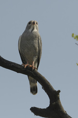 Kaupifalco monogrammicus