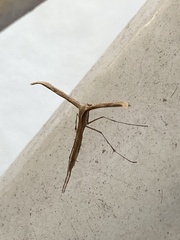 Emmelina monodactyla