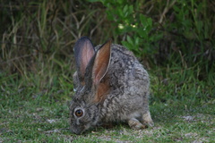 Lepus capensis