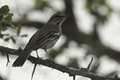Cercotrichas leucophrys