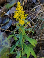 Asteromyia carbonifera