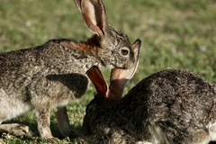 Lepus capensis
