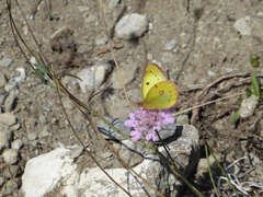 Colias croceus