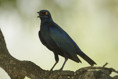 Lamprotornis chalybaeus