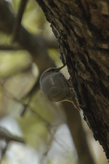 Sylvietta rufescens pallida
