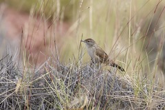 Poodytes carteri