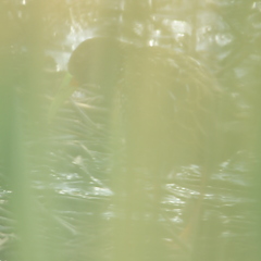 Pardirallus maculatus