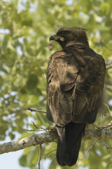 Hieraaetus wahlbergi