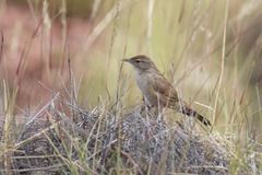 Poodytes carteri
