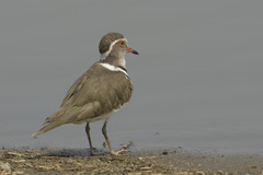 Charadrius tricollaris
