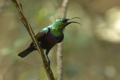 Cinnyris mariquensis