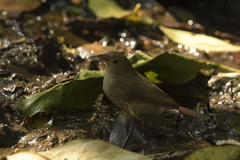 Lagonosticta senegala