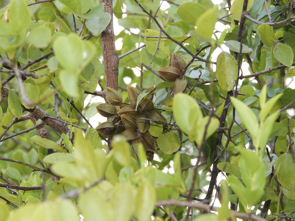 Combretum tetralophum (Combretum tetralophum)