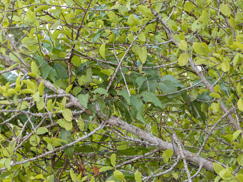 Combretum tetralophum observed 2018-08-28