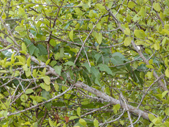 Combretum tetralophum