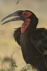 Bucorvus leadbeateri