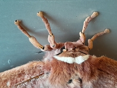 Gonimbrasia belina
