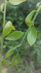 Osyridicarpos schimperianus