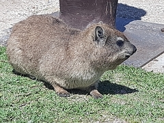 Procavia capensis capensis