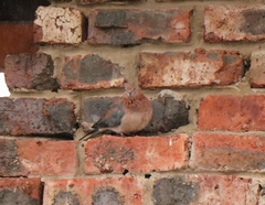 Streptopelia senegalensis senegalensis