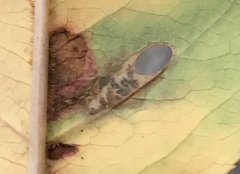 Coptodisca splendoriferella