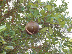Xylocarpus granatum