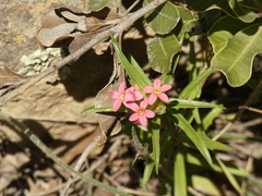 Collomia biflora