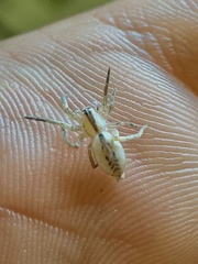 Arachosia praesignis