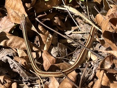 Thamnophis saurita saurita