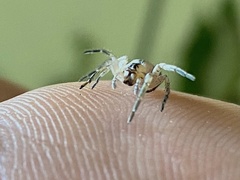 Arachosia praesignis