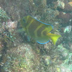 Acanthurus coeruleus