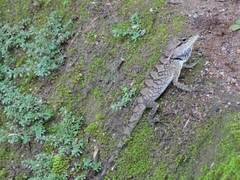 Calotes emma