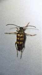 Typocerus