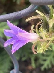 Ipomoea hederacea