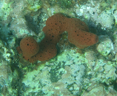 Amphimedon compressa