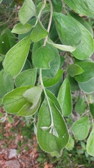 Terminalia phanerophlebia