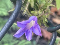 Ipomoea hederacea