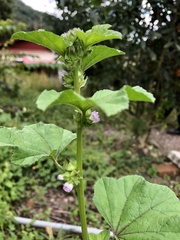 Malva sinensis