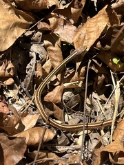 Thamnophis saurita saurita