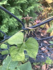 Ipomoea hederacea